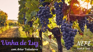 Vinha de Luz #014 - Aproveitamento