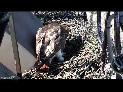 Big Red Lays Second Egg On Red-tailed Hawk Cam – Mar 19, 2017