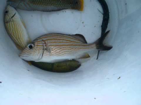 ENMERIS  TM MIX DJ RICH  bo body ta dega dushi