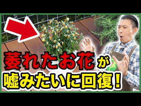 熱波の後にあなたの庭を救う天然肥料は何ですか?灼熱の夏のダメージを修復する6つのエリクサー  庭園