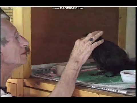 Vogelopvang woudenberg Mond en klauwzeer