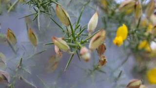 Frensham Great Pond in November