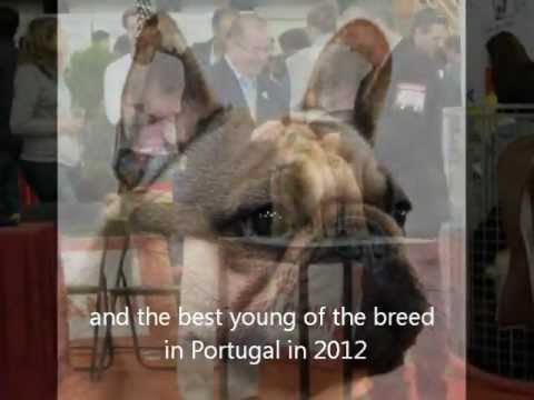 Yashvir Tsar Iz Palevyh Buldogov