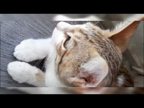 Dancing cat with Lal Qalandar music