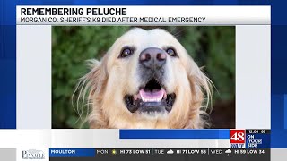 Morgan County K9 dies after a medical emergency Sunday night