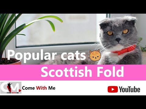 The Cat Breed With A Dog Personality - Scottish Fold - Popular Cats 🐱