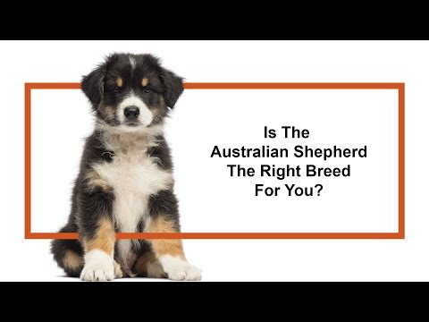 Australian Shepherd Breed Video