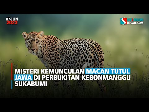 Misteri Kemunculan Macan Tutul Jawa di Perbukitan Kebonmanggu Sukabumi