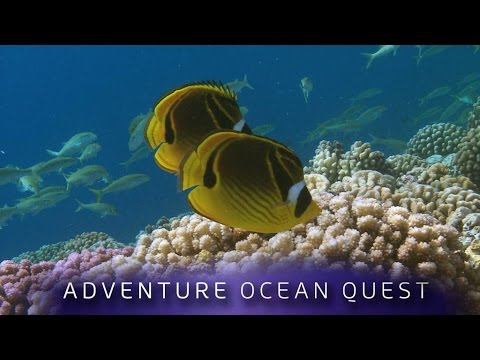 ► Adventure Ocean Quest - 24 Hours on the Reef (FULL Documentary)