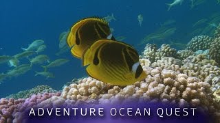 ► Adventure Ocean Quest - 24 Hours on the Reef (FULL Documentary)