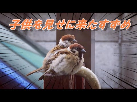Download すずめ 3gp Mp4 Codedwap Download すずめ 3gp Mp4 Codedwap