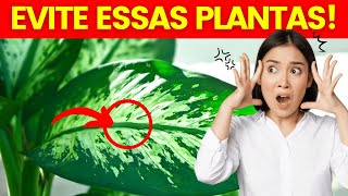 9 Plantas Proibidas em Casa (e porquê) | Plantas de Energia Ruim que não devemos ter em casa