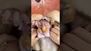 Mom is trying to remove the poisonous seed before Mochi the monkey swallows it 🫘🫘
