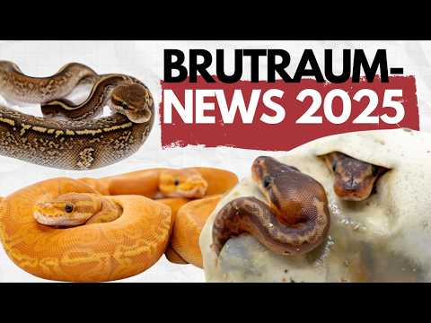 ⭐ Incubation Room News 2025: Flops, Highlights & Rare Royal Pythons