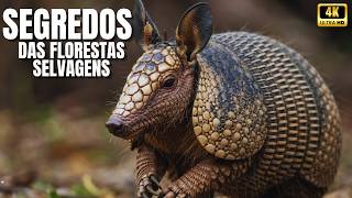 🐒 Reinos Escondidos: A Vida Oculta nas Florestas Selvagens | Documentário