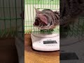 お猿の体重測定 ショウガラゴのピザトル