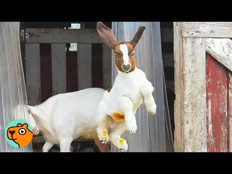 Tiny Goat Grows Up to Become a Real Diva. How Did He Get Here? | Cuddle Buddies