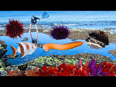 Collecting Clean Up Crew CUC and Catching AQUARIUM fish #tidepooling #catchingaquariumfish 