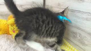 メインクーンの動画01