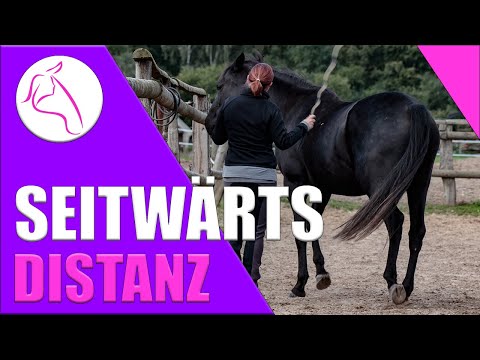 Freiarbeit Pferd lernen Lektion 7 Wie Pferd seitwärts schicken aus der Distanz [Schenkelweichen]