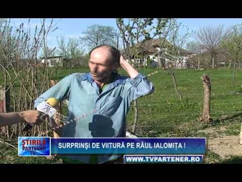 Surprinşi de viitură pe râul Ialomiţa !