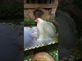 KILLER MAREK'S DISEASE IN BANTAM CHICKEN