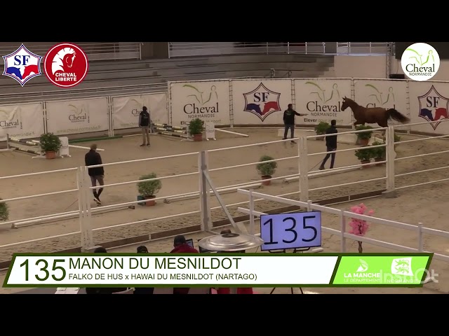 Jument SF 3 ans Falko de Hus