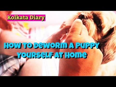 How to Deworm a Puppy Yourself At Home