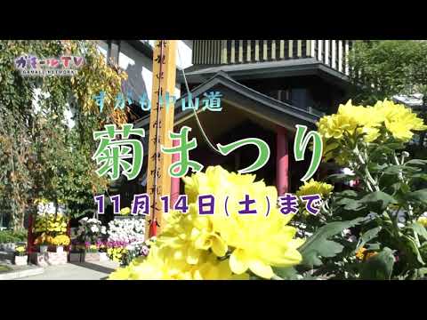 【ガモールTV】すがも中山道菊まつり2020