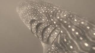 Whale Sharks