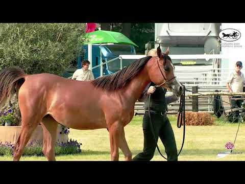 N 2 BEL CYNTIA   Strohen 2021 European C Show   Yearling Fillies Class 3