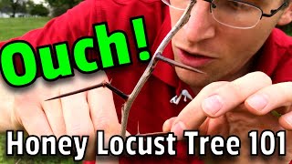 OUCH! Honey Locust Tree Removal - Thorns of DOOM, Edible Pod Jelly, Interesting Facts..