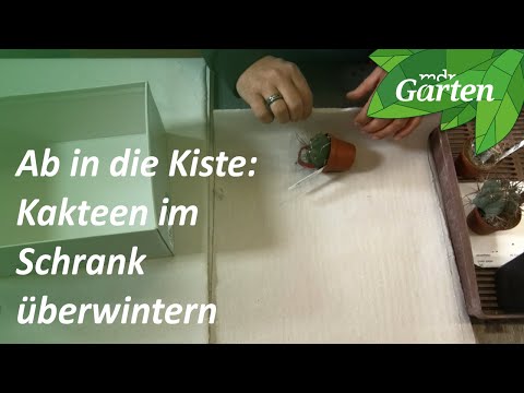 Kakteen überwintern - der Trick zum Platzsparen | MDR Garten