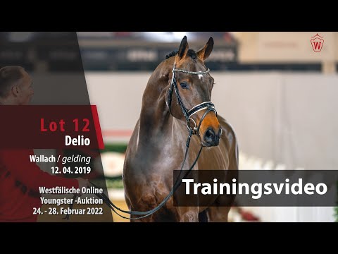 Online Youngster-Auktion Training Lot 12 Delio Hengst v. Don Nobless - Fabregas