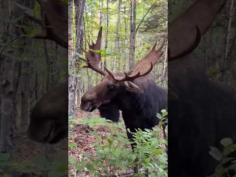 Bull moose charges at man after stare down in Maine