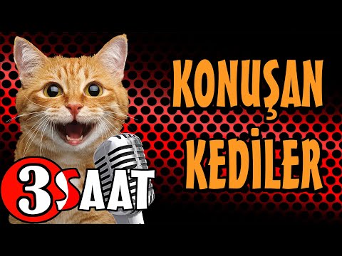 Konuşan Kediler 3 Saat - Sinema Tadında Komik Kedi Videoları - Pati TV