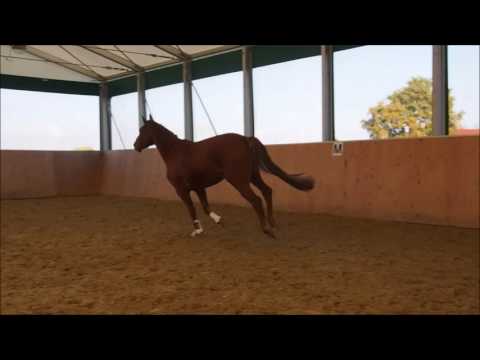 4j Wallach von Stakko x Werther, 165cm zu verkaufen in Warendorf