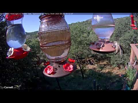 Hummingbirds Aflutter In The Davis Mountains – August 25, 2020