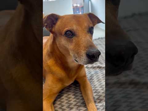 Human vs Dog | Swift come back from dog #video #dog #human #funny #الإنسان