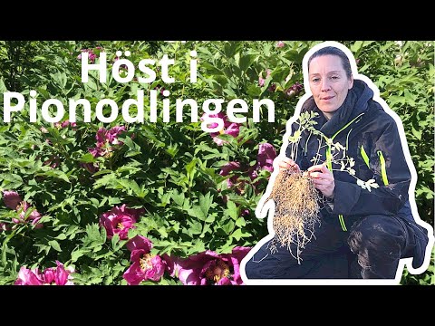 Omplantering av frösådda pioner och Höst i pionodlingen - skall pionen klippas ner nu?