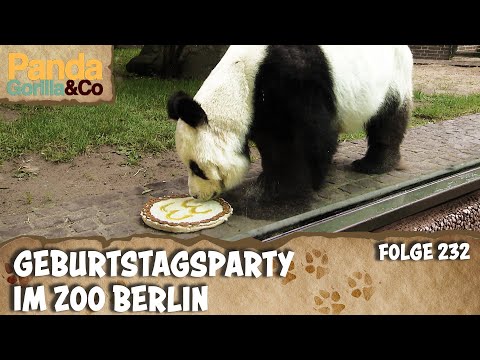 Happy hellos during the zoo tour | Panda, Gorilla & Co.