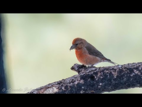 Red Crossbills | Bird Identification Guide