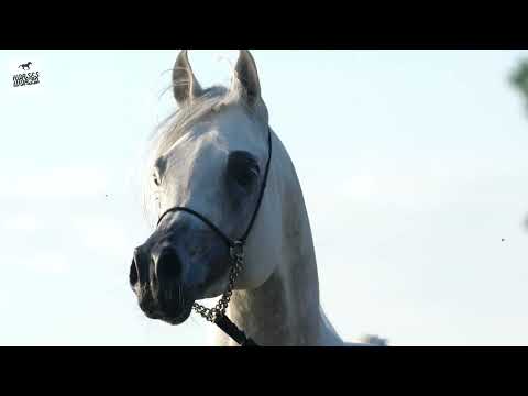 Arabian Horse PIRENO - Shanghai E.A. x Pirana K.A.