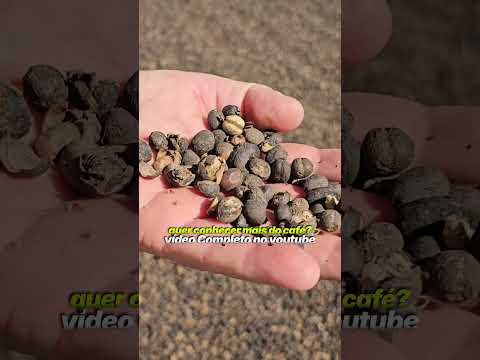 A Fazenda Floresta, em Caconde/SP, você conhece por inteiro no Vídeo completo! #cafe #fazenda