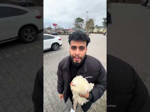 Kennt ihr schon meinen Haushuhn Bokbok? 🐓