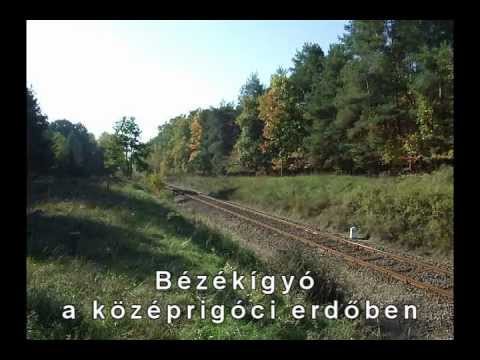 Bézékígyó az erdőben