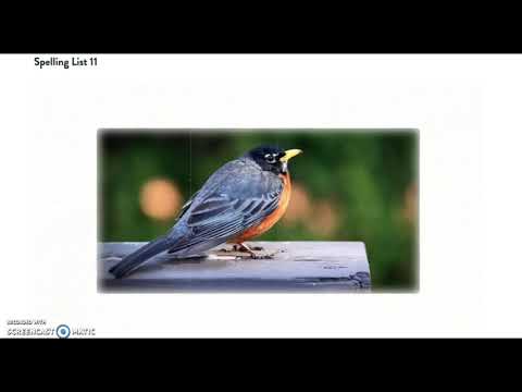 Spelling list 11