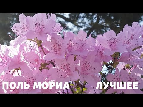 Оркестр Поля Мориа (Paul Mauriat). Весеннее настроение. Сборник Лучших Мелодий.