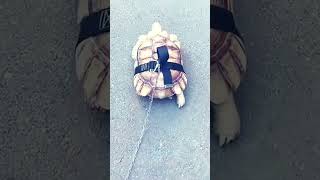 お散歩お散歩〜#リクガメ #turtlewatching #tortoise #pets