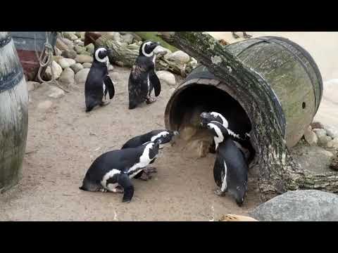 Die Laute des Brillenpinguins #Tiergeräusche #Tierlaute #Brillenpinguin #Pinguin #Brille #Bird